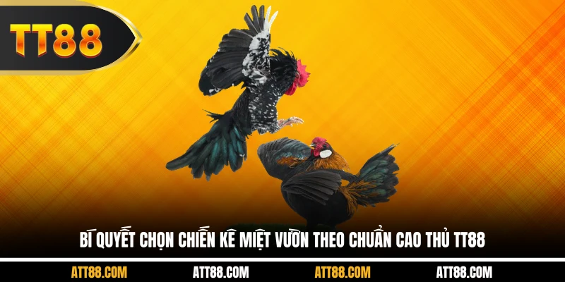 Bí quyết chọn chiến kê miệt vườn theo chuẩn cao thủ TT88
